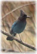 A Blue Jay