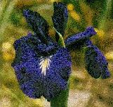 Blue Iris